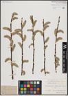 Foto von Salix caprea L.